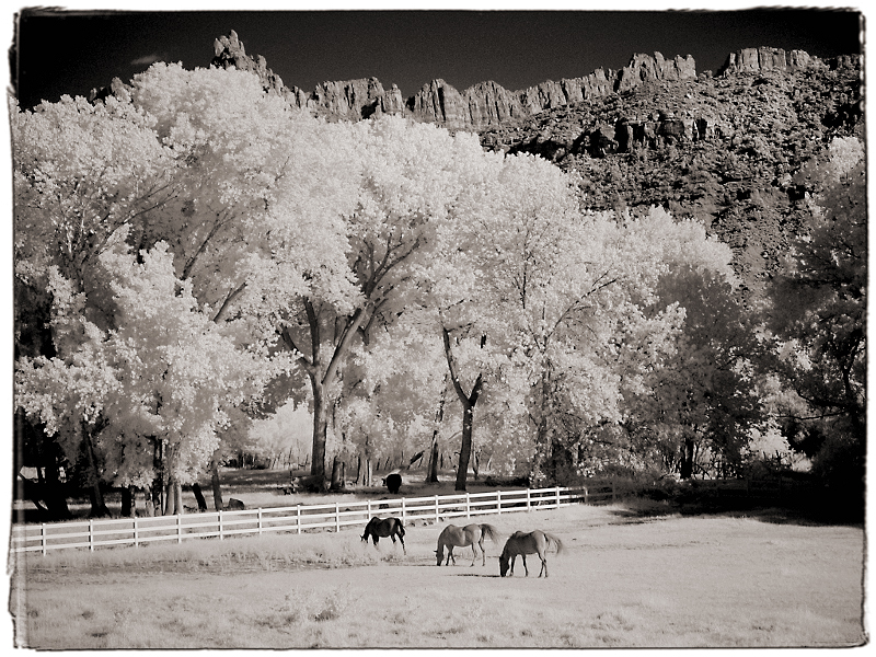 Three Horses Infrared near Zion National Park, UT � Dave Hickey